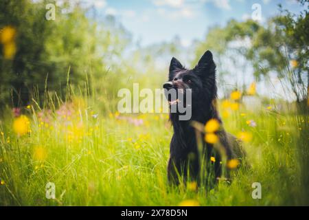 Vecchio pastore tedesco (Altdeutscher Schäferhund) Foto Stock