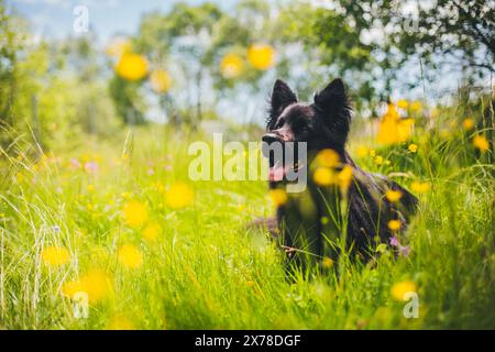 Vecchio pastore tedesco (Altdeutscher Schäferhund) Foto Stock