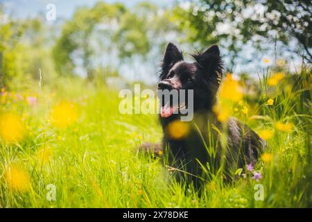 Vecchio pastore tedesco (Altdeutscher Schäferhund) Foto Stock
