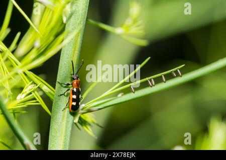 Scarabeo comune di asparagi - asparagi di Crioceris Foto Stock