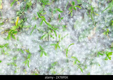 Un forte allergene di pioppo giace sull'erba a terra in estate in una giornata di sole. La stagione della fioritura dei pioppi. Stagione allergica. Foto Stock