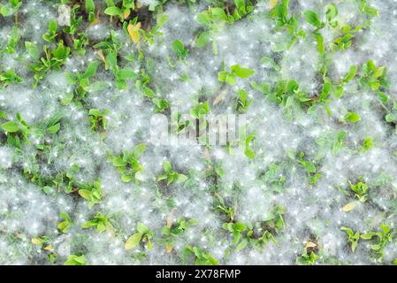 Un forte allergene di pioppo giace sull'erba a terra in estate in una giornata di sole. La stagione della fioritura dei pioppi. Stagione allergica. Foto Stock