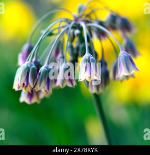 Fiori all'aglio di miele siciliano Foto Stock