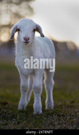 Vecchio agnello bianco Katahdin di un giorno in piedi su un paddock fuori in North Carolina, pochi istanti dopo il tramonto del sole. Foto Stock