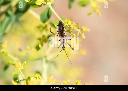 Insetto assassino (Rhynocoris punctiventris) su Tree Spurge a Turkiye Foto Stock