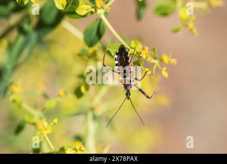 Insetto assassino (Rhynocoris punctiventris) su Tree Spurge a Turkiye Foto Stock