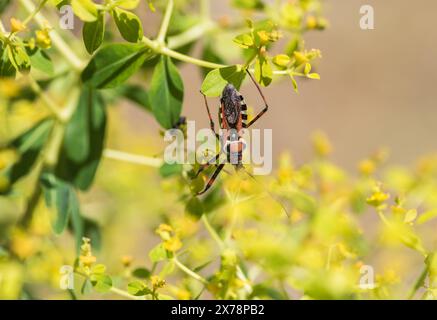 Insetto assassino (Rhynocoris punctiventris) su Tree Spurge a Turkiye Foto Stock