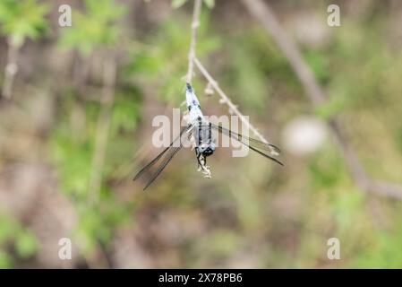 Uomo arroccato scarso Chaser (Libellula fulva) a Köyceğiz in Turkiye Foto Stock