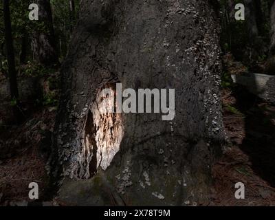 Grande albero nel North Carolina con un enorme buco e una luce inquietante che si illumina dall'interno al crepuscolo. Foto Stock