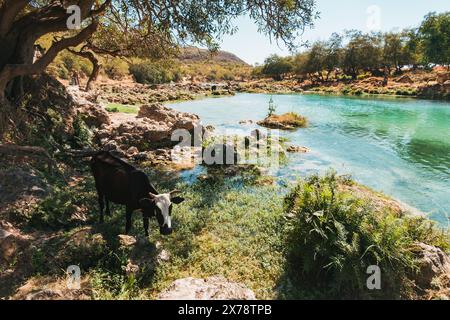 Una mucca gode di un po' di erba verde all'ombra, vicino alle cascate a gradini di Wadi Darbat, Taqah, Oman, una popolare gita di un giorno da Salalah Foto Stock