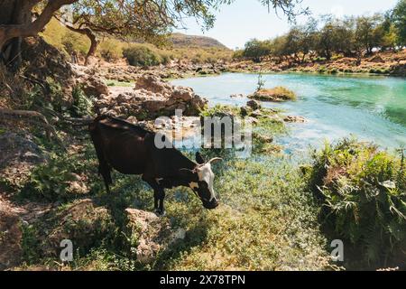 Una mucca gode di un po' di erba verde all'ombra, vicino alle cascate a gradini di Wadi Darbat, Taqah, Oman, una popolare gita di un giorno da Salalah Foto Stock