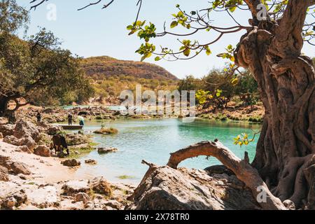 Una vibrante tonalità blu e verdi lussureggianti delle cascate a gradini di Wadi Darbat, Taqah, Oman, una popolare gita di un giorno da Salalah Foto Stock