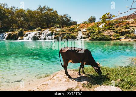 Una mucca gode di un po' di erba verde vicino alle cascate a gradini di Wadi Darbat, Taqah, Oman, una popolare gita di un giorno da Salalah Foto Stock