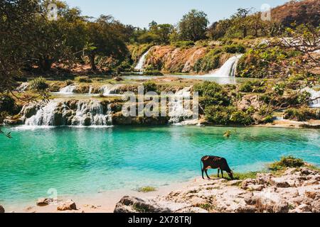 Una mucca gode di un po' di erba verde vicino alle cascate a gradini di Wadi Darbat, Taqah, Oman, una popolare gita di un giorno da Salalah Foto Stock