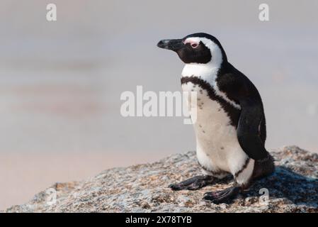 Un pinguino africano in via di estinzione, Spheniscus Demersus, seduto su una roccia a Boulders Beach in Sudafrica Foto Stock