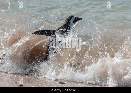 Un pinguino africano in via di estinzione, Spheniscus Demersus, che spruzza tra le onde di Boulders Beach in Sudafrica Foto Stock