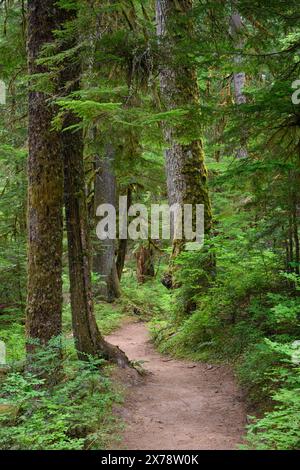 Eastside Trail nel Mount Rainier National Park, Washington, Stati Uniti. Foto Stock