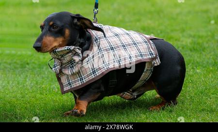 Milton Keynes, Regno Unito 18 maggio 2024. Sherlock Bones The Dachshund vince la competizione per il miglior cane vestito alla mostra canina locale. Credito: Sue Thatcher/Alamy Live News Foto Stock