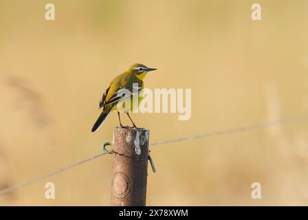 Kloster Lehnin, Germania. 29 aprile 2024. 29.04.2024, Un wagtail giallo occidentale maschile (Motacilla flava) si trova su un recinto nella riserva naturale Rietzer SEE nel comune di Kloster Lehnin. Qui ci sono prati naturali e grandi aree ricoperte di canne. Questo attrae insetti, sui quali vivono le wagtails. Credito: Wolfram Steinberg/dpa credito: Wolfram Steinberg/dpa/Alamy Live News Foto Stock