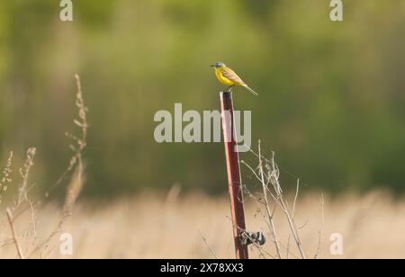 Kloster Lehnin, Germania. 29 aprile 2024. 29.04.2024, Un wagtail giallo occidentale maschile (Motacilla flava) si trova su un recinto nella riserva naturale Rietzer SEE nel comune di Kloster Lehnin. Qui ci sono prati naturali e grandi aree ricoperte di canne. Questo attrae insetti, sui quali vivono le wagtails. Credito: Wolfram Steinberg/dpa credito: Wolfram Steinberg/dpa/Alamy Live News Foto Stock