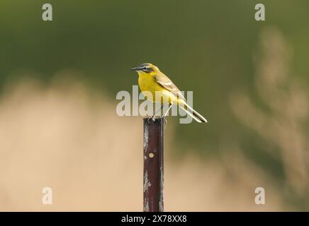 Kloster Lehnin, Germania. 29 aprile 2024. 29.04.2024, Un wagtail giallo occidentale maschile (Motacilla flava) si trova su un recinto nella riserva naturale Rietzer SEE nel comune di Kloster Lehnin. Qui ci sono prati naturali e grandi aree ricoperte di canne. Questo attrae insetti, sui quali vivono le wagtails. Credito: Wolfram Steinberg/dpa credito: Wolfram Steinberg/dpa/Alamy Live News Foto Stock