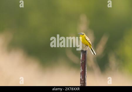 Kloster Lehnin, Germania. 29 aprile 2024. 29.04.2024, Un wagtail giallo occidentale maschile (Motacilla flava) si trova su un recinto nella riserva naturale Rietzer SEE nel comune di Kloster Lehnin. Qui ci sono prati naturali e grandi aree ricoperte di canne. Questo attrae insetti, sui quali vivono le wagtails. Credito: Wolfram Steinberg/dpa credito: Wolfram Steinberg/dpa/Alamy Live News Foto Stock