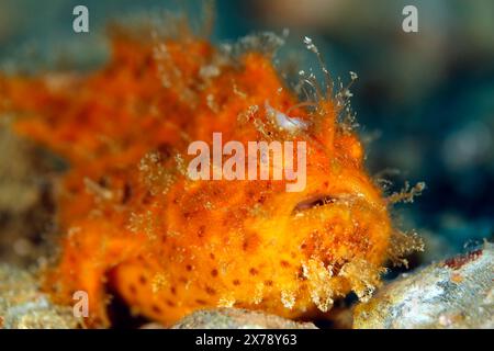 Primo piano di un peloso giovanile (Antennarius striatus). Ambon, Indonesia Foto Stock