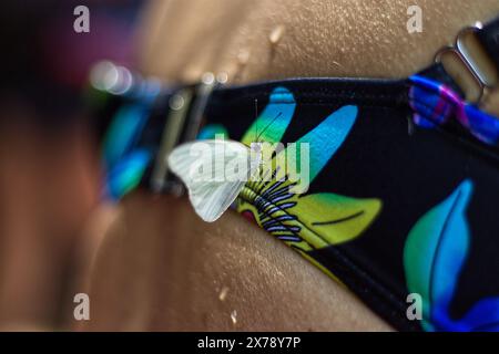 Una farfalla ha confuso un fiore disegnato su un costume da bagno con un vero fiore. La cosa più interessante è che la farfalla ha immerso la sua proboscide Foto Stock