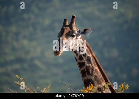 Un primo piano di una giraffa sudafricana, Giraffa giraffa, che si nutre di foglie nel Parco Nazionale di Pilanesberg in Sudafrica Foto Stock