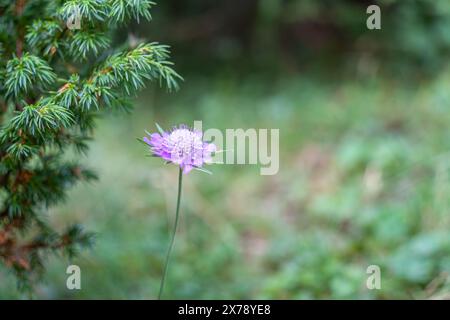 Singola columbaria Scabiosa viola isolata, chiamata il piccolo fiore scabico o nano pinguette nella foresta Foto Stock