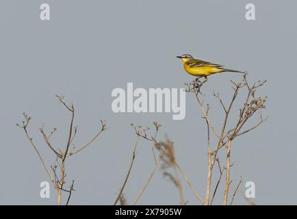 Kloster Lehnin, Germania. 29 aprile 2024. 29.04.2024. Una coda di wagtail gialla occidentale maschile (Motacilla flava) è arroccata su piante essiccate nella riserva naturale Rietzer SEE nel comune di Kloster Lehnin. Qui si estendono prati naturali e vaste aree ricoperte di canne. Questo attrae insetti, sui quali vivono le wagtails. Credito: Wolfram Steinberg/dpa credito: Wolfram Steinberg/dpa/Alamy Live News Foto Stock