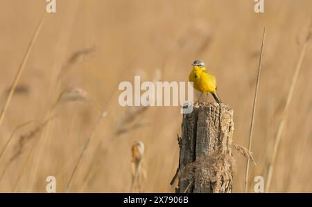 Kloster Lehnin, Germania. 29 aprile 2024. 29.04.2024. Una coda di wagtail giallo occidentale maschile (Motacilla flava) si trova su un vecchio palo in legno intemprato nella riserva naturale Rietzer SEE nel comune di Kloster Lehnin. Qui ci sono prati naturali e grandi aree ricoperte di canne. Questo attrae insetti su cui vivono le wagtails. Credito: Wolfram Steinberg dpa credito: Wolfram Steinberg/dpa/Alamy Live News Foto Stock