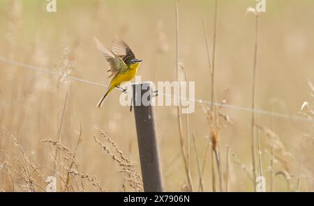 Kloster Lehnin, Germania. 29 aprile 2024. 29.04.2024, Un maschio wagtail giallo occidentale (Motacilla flava) vola fuori da una recinzione nella riserva naturale Rietzer SEE nel comune di Kloster Lehnin. Qui ci sono prati naturali e grandi aree ricoperte di canne. Questo attrae insetti su cui vivono le wagtails. Credito: Wolfram Steinberg dpa credito: Wolfram Steinberg/dpa/Alamy Live News Foto Stock