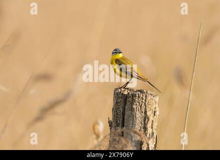 Kloster Lehnin, Germania. 29 aprile 2024. 29.04.2024. Una coda di wagtail giallo occidentale maschile (Motacilla flava) si trova su un vecchio palo in legno intemprato nella riserva naturale Rietzer SEE nel comune di Kloster Lehnin. Qui ci sono prati naturali e grandi aree ricoperte di canne. Questo attrae insetti su cui vivono le wagtails. Credito: Wolfram Steinberg dpa credito: Wolfram Steinberg/dpa/Alamy Live News Foto Stock