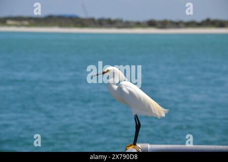 Arroccato su una ringhiera metallica, un'egretta innevata tiene il collo in alto, guardando verso sinistra sulle acque turchesi e il molo roccioso di Ponce Inlet, Florida. Foto Stock