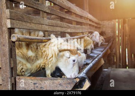 fila di capre in una penna che mangiano da una fossa, animali sacrificali per ingrasso capre, vista laterale della foto Foto Stock