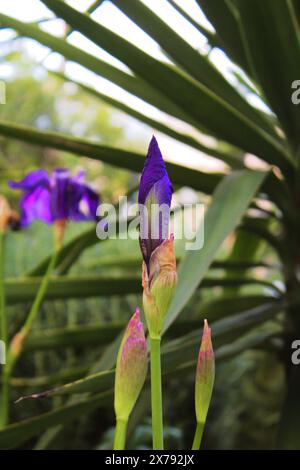 L'Iris viola, presentato in ogni giardino della casa. È una pianta perenne che si riproduce da rizomi, i boccioli di fiori sono aperti tra marzo e aprile. Foto Stock