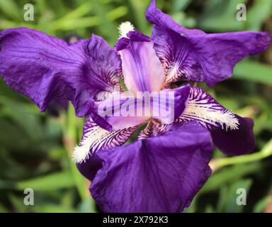 L'Iris viola, presentato in ogni giardino della casa. È una pianta perenne che si riproduce da rizomi, i boccioli di fiori sono aperti tra marzo e aprile. Foto Stock