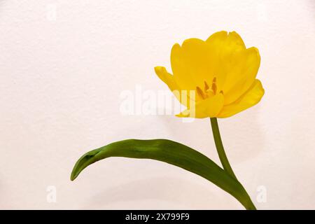 Delicato tulipano giallo su sfondo bianco come un biglietto d'auguri a tema natalizio. Posiziona per testo. Orizzontale. Foto di alta qualità Foto Stock