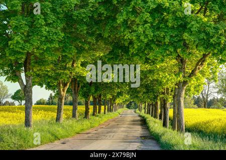 Incantevole paesaggio primaverile: Pittoresca strada di campagna, viale alberato verde, natura fiorente, atmosfera idilliaca. Foto Stock
