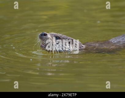 Lontra europea (Lutra lutra) che nuota in acqua prigioniera, Germania Foto Stock