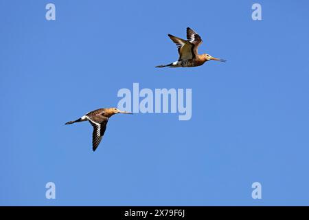 Due divinità dalla coda nera (Limosa limosa) in volo, costa del Mare del Nord, Dithmarschen, Schleswig-Holstein, Germania Foto Stock