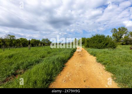 Una pista sterrata nella campagna toscana, in Italia, sul famoso percorso di pellegrinaggio di via Francesca tra Canterbury in Inghilterra e Roma in una giornata di sole. Foto Stock