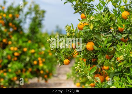 Giardino di aranci con arance mature sui rami degli alberi. Foto Stock