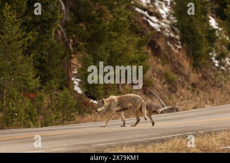 Lupo grigio che attraversa la strada nel parco nazionale di Yellowstone Foto Stock