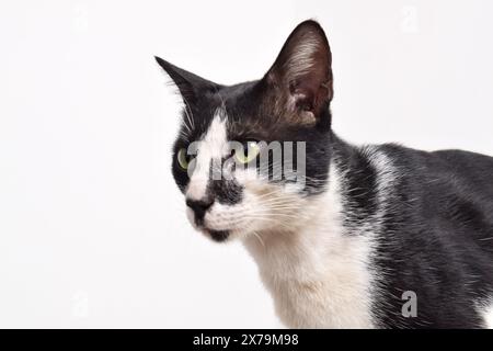 Bel gatto bianco e nero rivolto lateralmente isolato su sfondo bianco. Foto Stock