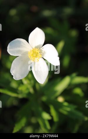 Anemone a prato singolo al Linne Woods a Morton Grove, Illinois Foto Stock