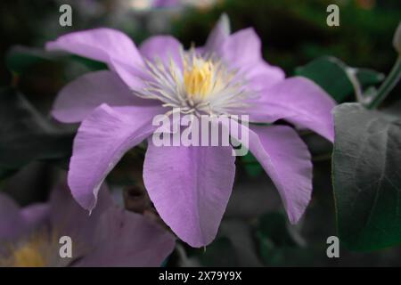 Primo piano di un Fiore Clematis Foto Stock