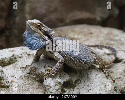 Meraviglioso e carismatico drago barbuto orientale di notevole bellezza. Foto Stock