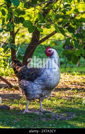 pollo sciolto bianco all'aperto nell'erba Foto Stock